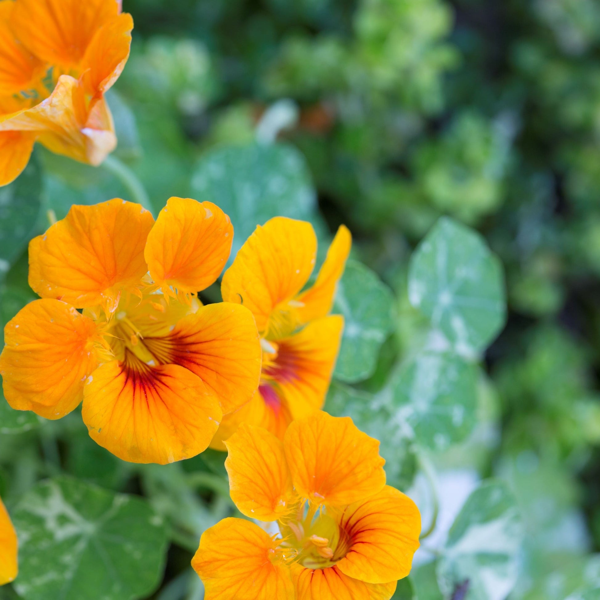 Nasturtium Growing in Hanging Pots