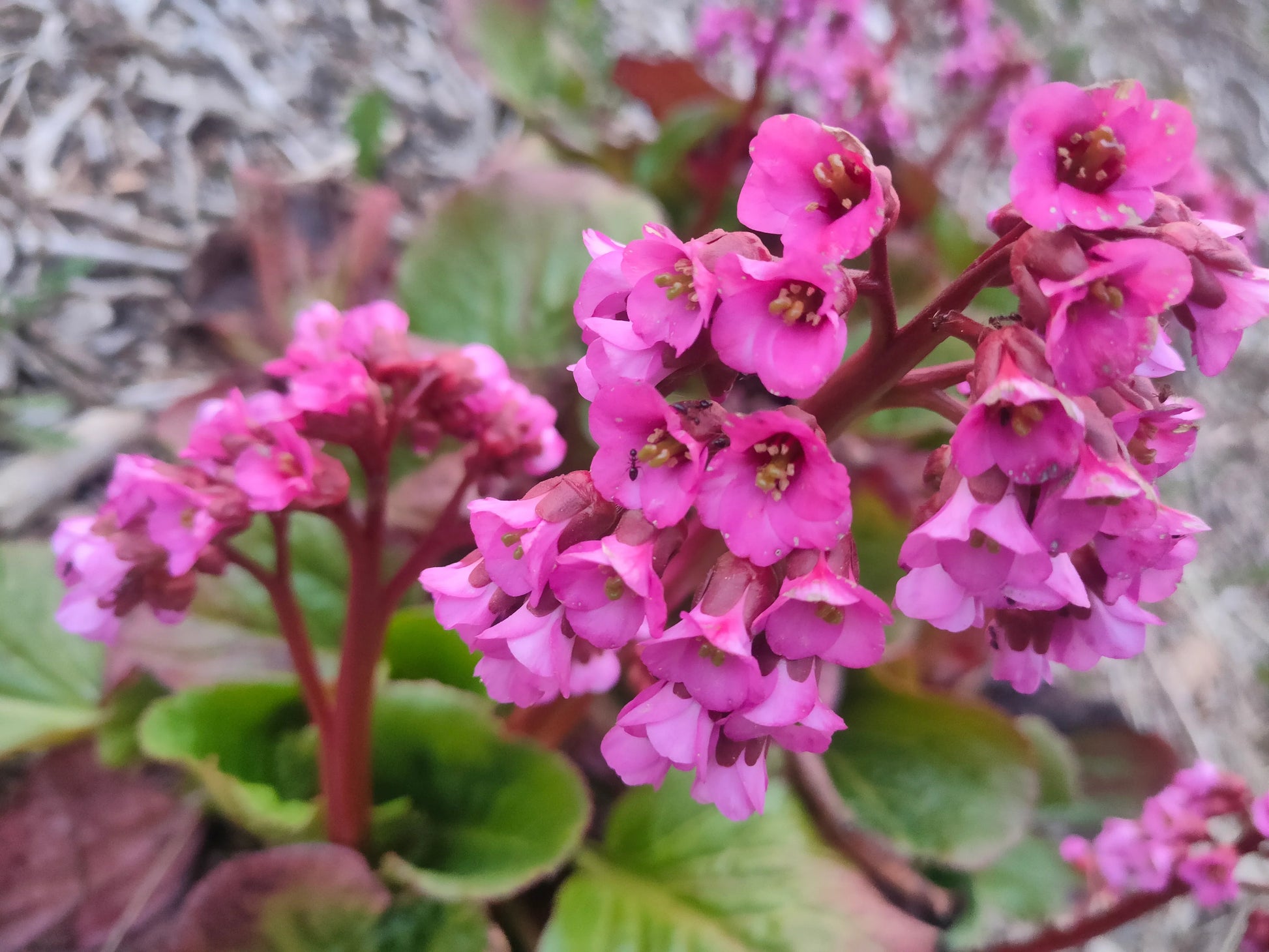 Hardy Bergenia Flower Seeds for Planting