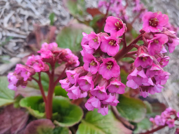 Hardy Bergenia Flower Seeds for Planting