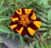 Marigold Jester Flower seeds for Planting Cut Flower Favorite Heirloom & GMO Free Seeds for Home Garden