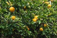 Hardy orange seeds producing small orange-like fruits on branches