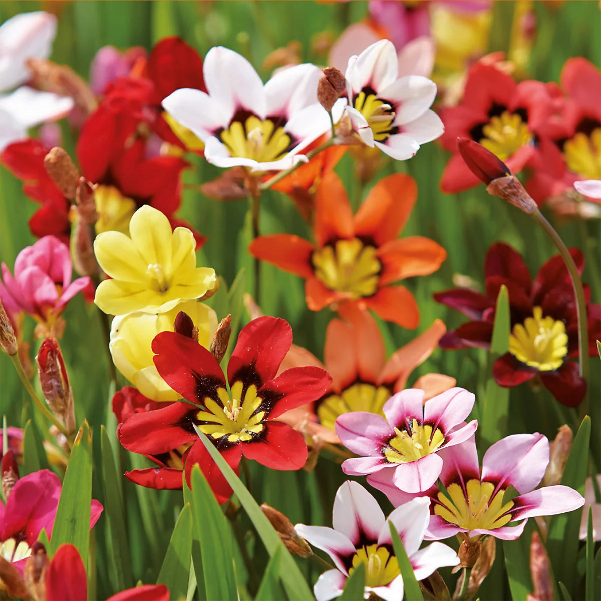 Harlequin Flower seeds for Planting Shade Tolerant Heirloom & GMO Free Seeds for Home Garden