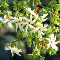 Coral Jasmine Flower seeds for Planting - Long Bloom Season, Heirloom & GMO Free Seeds for Home Garden