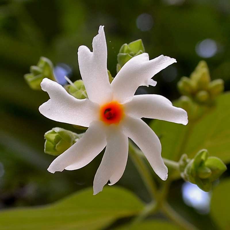 Coral Jasmine Flower seeds for Planting - Long Bloom Season, Heirloom & GMO Free Seeds for Home Garden