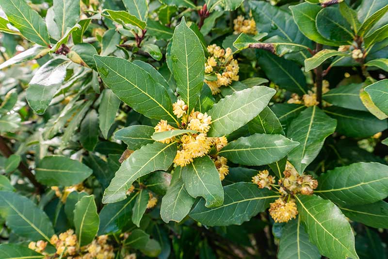 Harvested bay leaves for culinary use