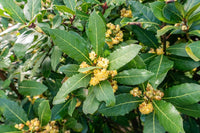Harvested bay leaves for culinary use