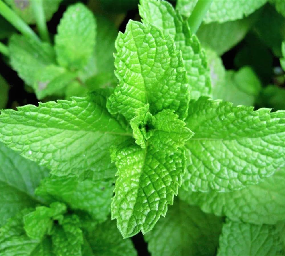 Harvested fresh green mint leaves for tea and cooking
