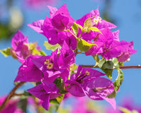 Pink Bougainvillea Flower seeds for Planting Premium Quality Heirloom & GMO Free Seeds for Home Garden 
 
 Sale