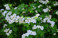 White Crataegus Flower seeds for Planting - Colorful Display, Heirloom & GMO Free Seeds for Home Garden