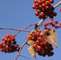 Hawthorn Flower Seeds – Crataegus phaenopyrum Non-GMO Fruit Tree