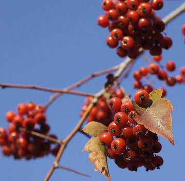 Hawthorn Flower Seeds – Crataegus phaenopyrum Non-GMO Fruit Tree