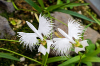 White Radiata Flower seeds for Planting Pollinator Friendly Heirloom & GMO Free Seeds for Home Garden
 
 Sale