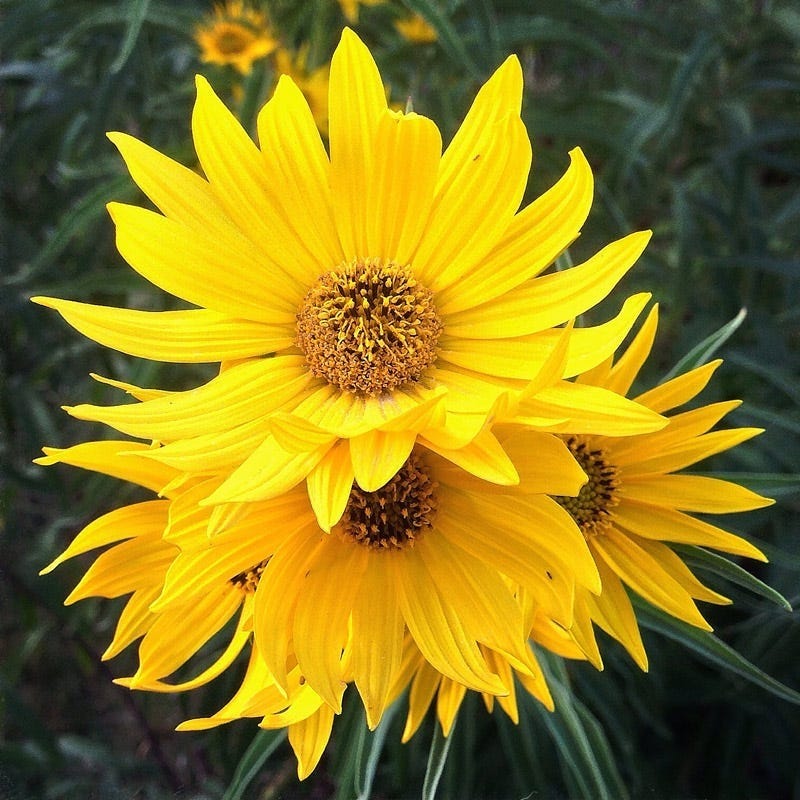 Yellow Maximilian Flower seeds for Planting - Hardy Variety, Heirloom & GMO Free Seeds for Home Garden