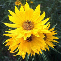 Helianthus Maximiliani Perennial Sunflower Seeds