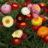 Helichrysum Flower seeds for Planting Perfect for Borders Heirloom & GMO Free Seeds for Home Garden