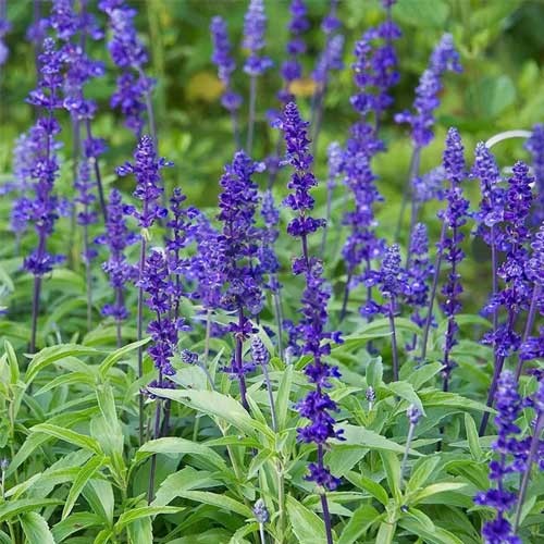 Sage Flower seeds for Planting Easy to Grow Heirloom & GMO Free Seeds for Home Garden