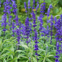 Sage Flower seeds for Planting Easy to Grow Heirloom & GMO Free Seeds for Home Garden