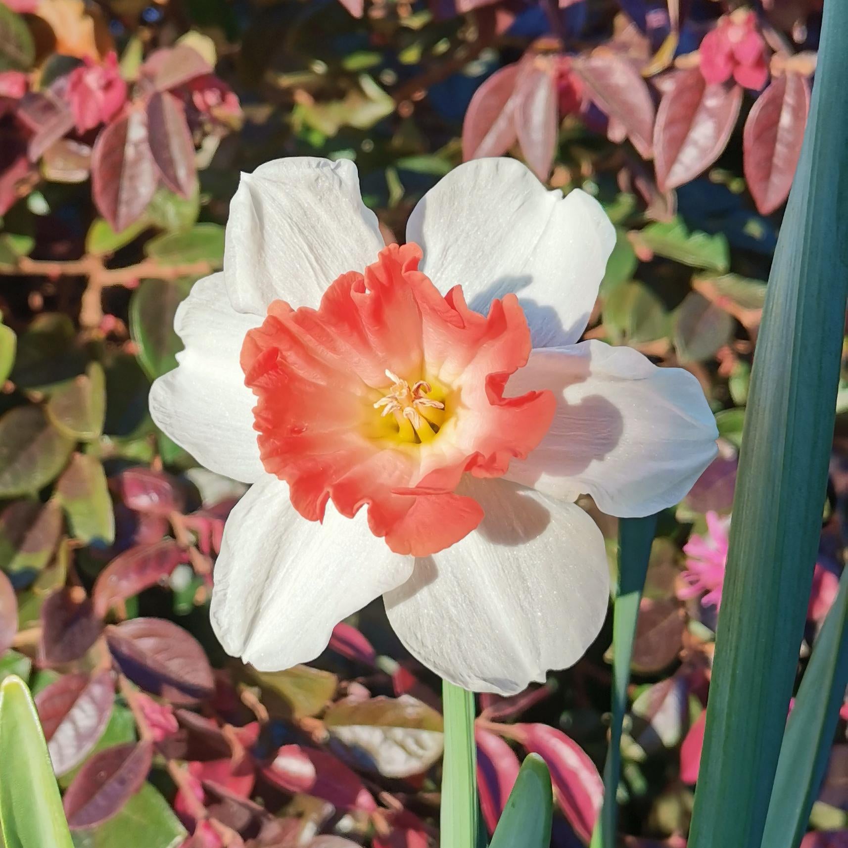 Pink Daffodils Flower seeds for Planting - Long Bloom Season, Heirloom & GMO Free Seeds for Home Garden