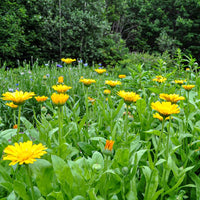 Healing Herbs Seed Collection pollinator herb mix