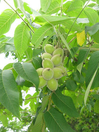 Heartnut tree seeds growing into mature nut trees in orchard setting
