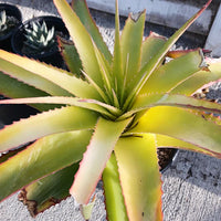 Hechtia Sp Tehuacan Flower seeds for Planting - Pollinator Friendly, Heirloom & GMO Free Seeds for Home Garden