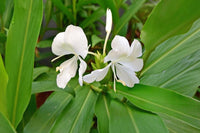 Heirloom Hedychium Coronarium Flower seeds for Planting Premium Quality Heirloom & GMO Free Seeds for Home Garden