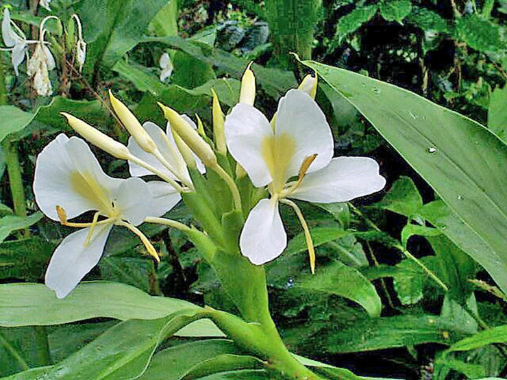 Heirloom Hedychium Coronarium Flower seeds for Planting Premium Quality Heirloom & GMO Free Seeds for Home Garden