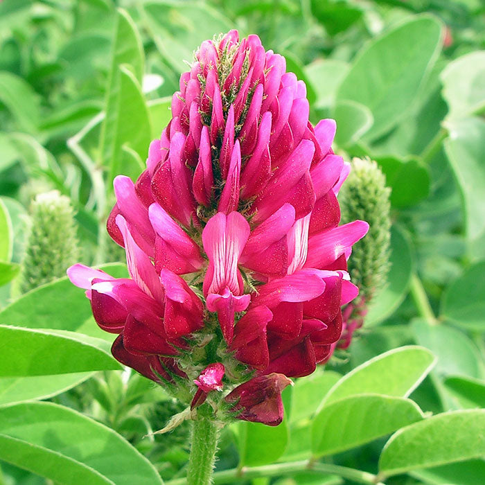 Hedysarum Coronarium Flower seeds for Planting - Vibrant Colors, Heirloom & GMO Free Seeds for Home Garden