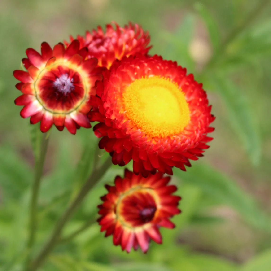Red Helichrysum Italicum Flower seeds for Planting - Low Maintenance, Heirloom & GMO Free Seeds for Home Garden