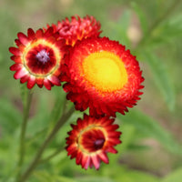 Red Helichrysum Italicum Flower seeds for Planting - Low Maintenance, Heirloom & GMO Free Seeds for Home Garden