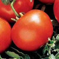 Heidi heirloom tomatoes growing on plant