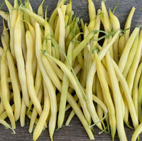 Heirloom Arikara bean plant seeds for garden growing
