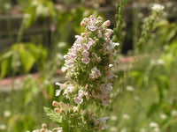 Heirloom Catnip seeds Nepeta cataria
