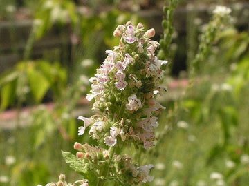 Heirloom Catnip seeds Nepeta cataria