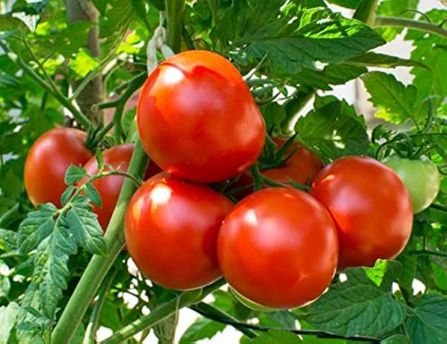Heirloom Dar ZaVolzhzhya tomato seeds for planting