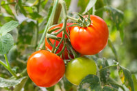 Heirloom Green and Red Tomato seeds ideal for backyard gardens