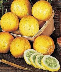 Heirloom Lemon Cucumber plant with ripe fruits