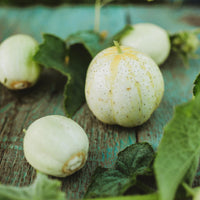 Heirloom lemon cucumber plants grown from seeds