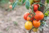 Heirloom Orange Tomato seeds ideal for backyard gardens