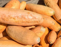 Heirloom Pink Banana squash growing in garden