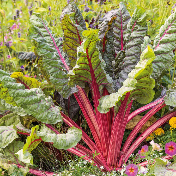 Heirloom Red Swiss Ruby seeds for planting