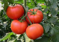 Vecchio Wyandotte tomatoes growing on plant