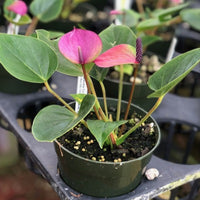 Heirloom Violet Anthurium Seeds for Elegant Garden Displays