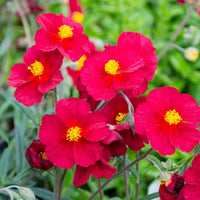 Mixed Helianthemum Flower seeds for Planting - Colorful Display, Heirloom & GMO Free Seeds for Home Garden