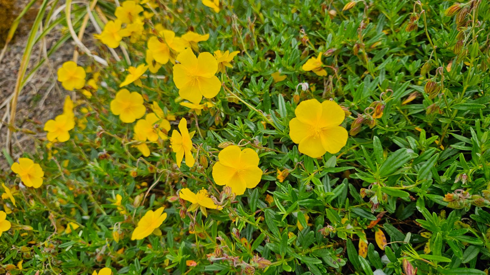 Helianthemum Flower seeds for Planting Bright Blooms Heirloom & GMO Free Seeds for Home Garden