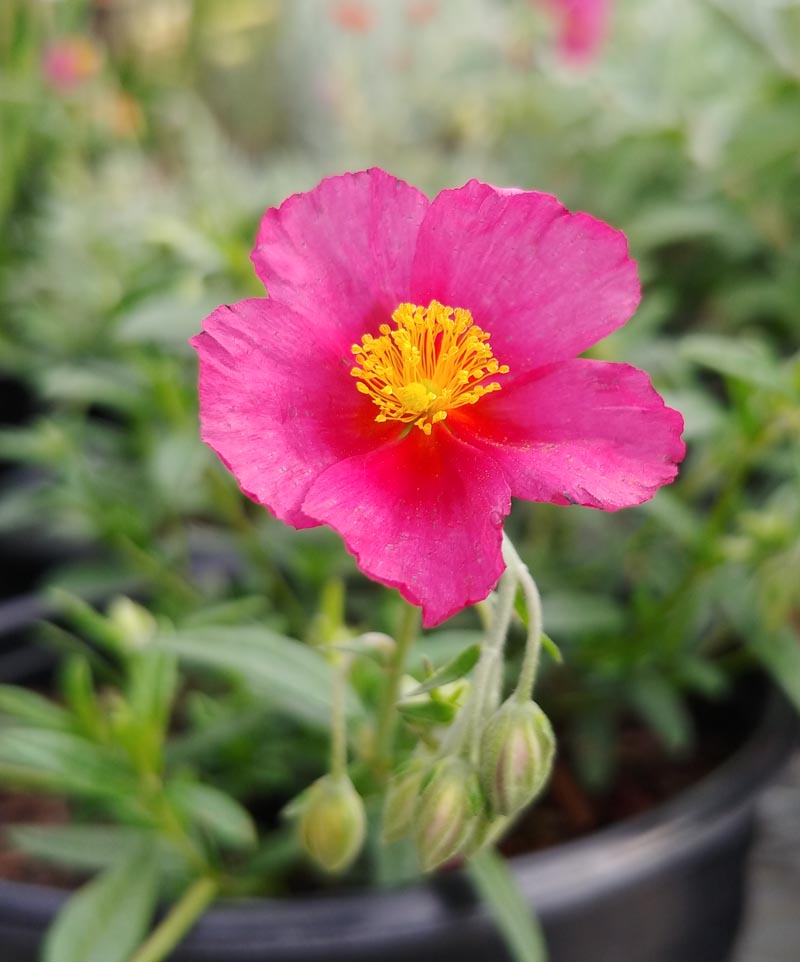 Tauric Rock Rose Helianthemum tauricum Flower Seeds for Planting in Rock Garden