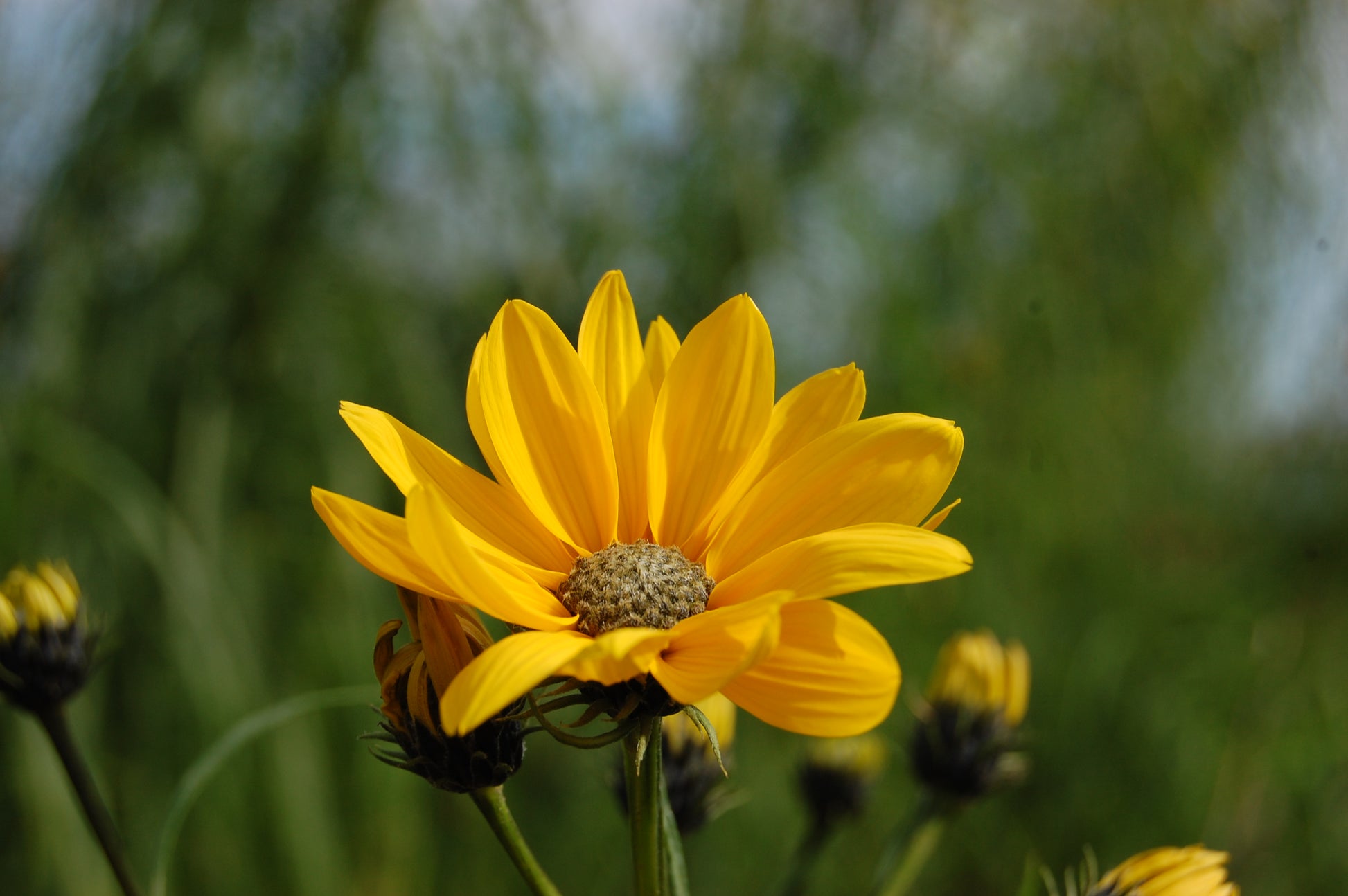 Helianthus Salicifolius Flower seeds for Planting - Cut Flower Favorite, Heirloom & GMO Free Seeds for Home Garden