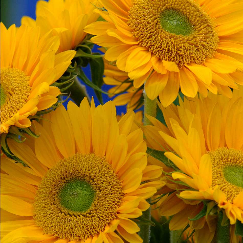 Sunrich Gold SunFlower seeds for Planting Garden Favorite Heirloom & GMO Free Seeds for Home Garden