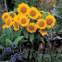 Sunrich Gold Helianthus annuus Sunflower Seeds for Planting in Garden