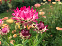 Helichrysum Bracteatum Flower seeds for Planting Pollinator Friendly Heirloom & GMO Free Seeds for Home Garden